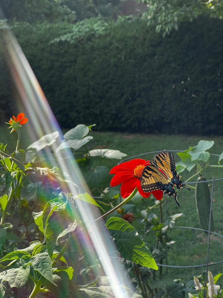 Heart’s Harvest: Autumn Equinox Yoga Ceremony
